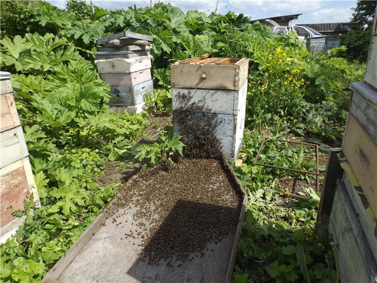 о чем не пишут в книгах по пчелам - как в мои ульи рои заселялись от соседа по пасеке