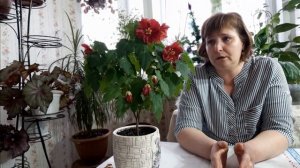 АБУТИЛОН БЕЛЛА из семян