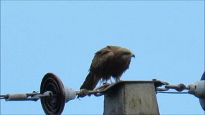 Коршун поедает добычу