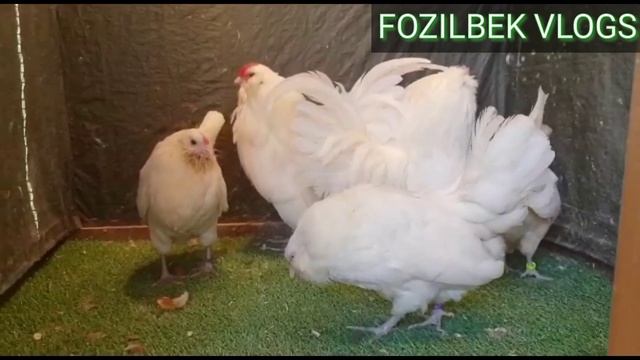 Антверпенские бородатые куры смотреть онлайн