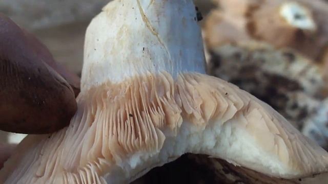 Подскажите что за ГРИБ??? смотреть онлайн