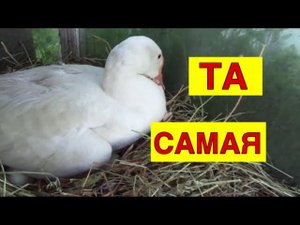 ГУСЫНЯ КОТОРУЮ ВЫГНАЛИ ИЗ СТАДА / ГУСИ ВЫСИЖИВАЮТ ЯЙЦА / Две гусыни на яйцах / Овоскопирование