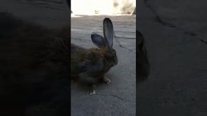 крольчата помесь ризена с французским бараном