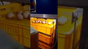Выведение цыплят в инкубаторе серии MJA