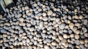 Картошечка ,копаем ,урожай !.Гала ,Королева Анна ,Жуковский .Кто лучше ? Выкидываем этот сорт .