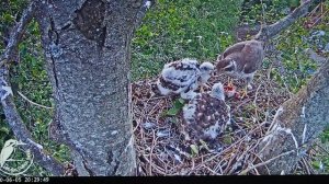 P6050717 - 5/6/2020.20:25час.Птенцы ястреба растут не по дням, а по часам: самка добывает им питани