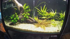 Подмена воды после запуска / Новости 100-литрового аквариума