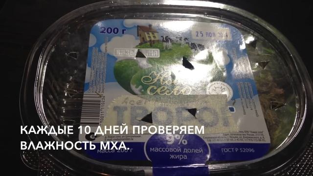 [ Бонсай из семян ] Клены palmatum и buergerianum. (Часть 1. Стратификация.) смотреть онлайн