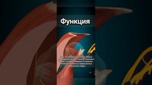 подмышечный нерв/определение.строение.функция.клинические значение.