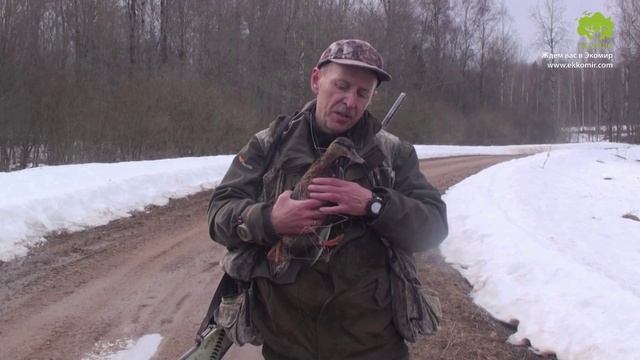 Охота с подсадной уткой