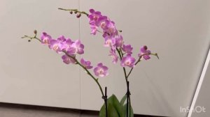 НОВАЯ орхидея! ?КАЧЕСТВО супер! (Phal.Мини Сакура)