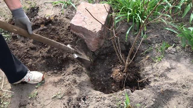 Как правильно посадить гортензию. смотреть онлайн