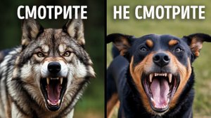 Как избежать неприятностей, встретив дикое животное