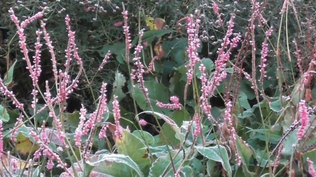 Как выглядит мой сад в ноябре: иней и туман смотреть онлайн