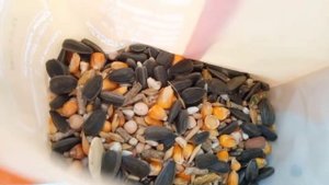 Плюсы и минусы содержания хомяка в доме.