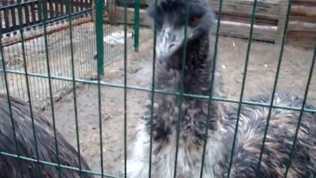 страус зевает смотреть онлайн