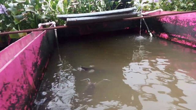 Цветение эйхорнии.Аквапоника в узв. смотреть онлайн