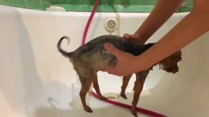 КАК ПРАВИЛЬНО МЫТЬ ЙОРКШИРСКОГО ТЕРЬЕРА. Профессиональная косметика.