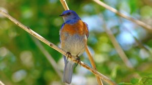 Пение птиц – расслабляющие звуки птиц лечат стресс, тревогу и депрессию, исцеляют разум