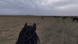 Колики у лошади.| Исход не благополучный