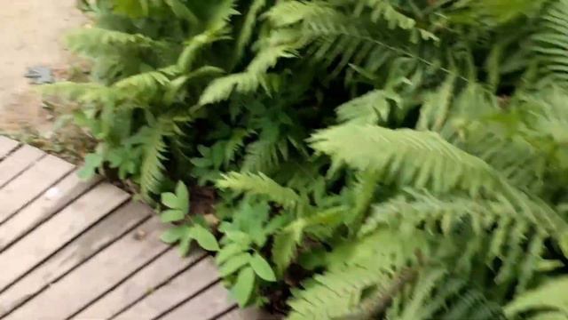 Аптекарский огород. Мысли о природе смотреть онлайн