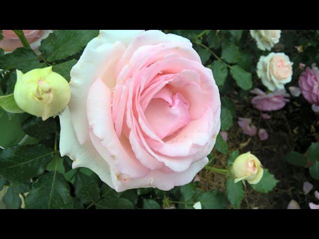 Роза Пьер де Ронсар/Pierre de Ronsard ( Eden Rose 85) Meilland, 1987 смотреть онлайн