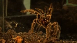 Пауки, Скорпионы, Многоножки! Spiders, Scorpions, Centipedes!