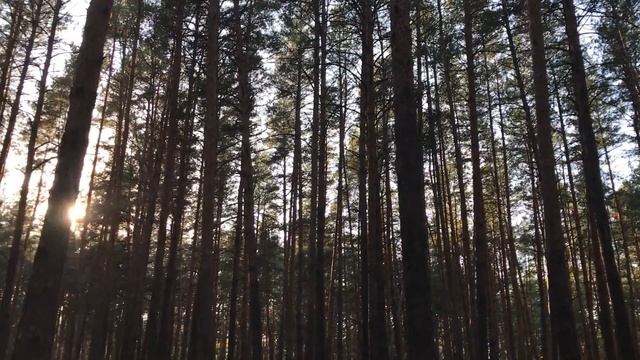 КАК НАЙТИ ГРИБЫ?! Как определить грибы? Рекомендации! смотреть онлайн