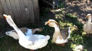 Гусь накакал