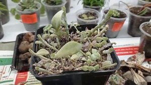 Graptopetalum paraguayense - чистка, обрезка, переукоренение