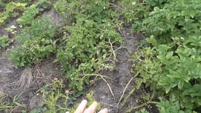 ? Огород в июле | Обзор посадок | Экскурсия по огороду смотреть онлайн