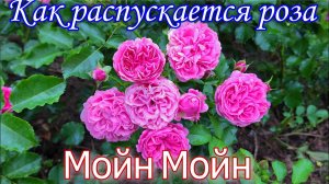 Как распускается роза Мойн Мойн - Moin Moin.