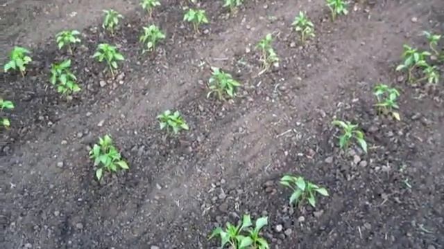 Прополка и РЫХЛЕНИЕ ПОЧВЫ ИЛИ СУХОЙ ПОЛИВ  грядок капусты и перцев
