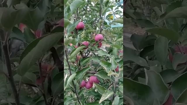 яблоня красномясая Эра смотреть онлайн