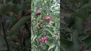 яблоня красномясая Эра