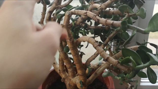 Реанимация старого денежного дерева. Сгнивший ствол. Комнатные цветы. //Валентина Земскова смотреть онлайн