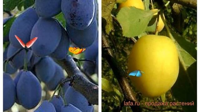 Слива обыкновенная Венгерка Корнеевская-Зареченская желтая ? обзор: как сажать, саженцы сливы