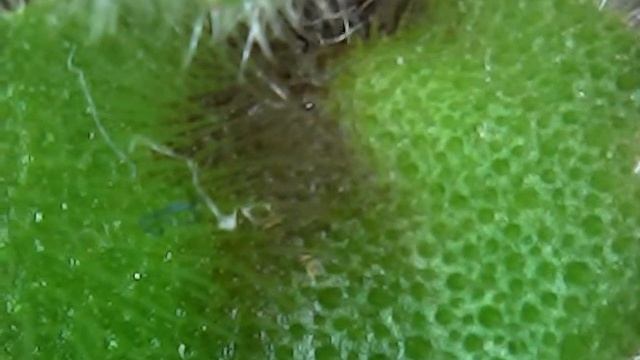 Неприятное зрелище, но врага нужно знать в лицо. Цикламеновый клещ на фиалке. Под микроскопом. смотреть онлайн