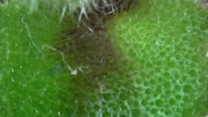 Неприятное зрелище, но врага нужно знать в лицо. Цикламеновый клещ на фиалке. Под микроскопом.