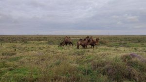 Верблюды#верблюды#калмыкия#яшалтаэлиста