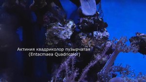Морской аквариум без сампа с внешним фильтром.  Размышление.  Бюджетный морской аквариум.