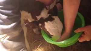 Двухразовая дойка после отела.Кормление теленка.  #двухразоваядойка#корова