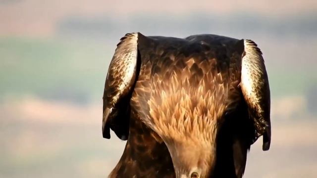 Орëл в деле 10 самых интересных фактов смотреть онлайн