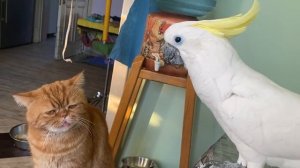 Попугай и кот. Позитивное видео.