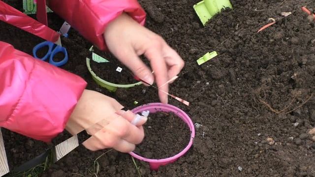 Дельфиниумы под зиму - это просто смотреть онлайн