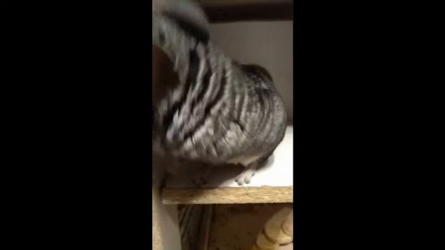 ?Шиншиллёнок Кнопа)Шиншилла смотреть онлайн