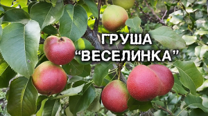 ГРУША ВЕСЕЛИНКА