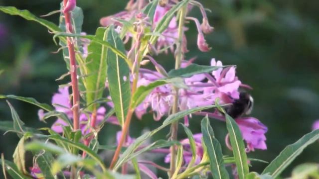 Sample video, zoom and photos of Fujifilm S1600 смотреть онлайн