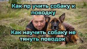 Как приучить собаку к поводку.. Как научить собаку не тянуть поводок