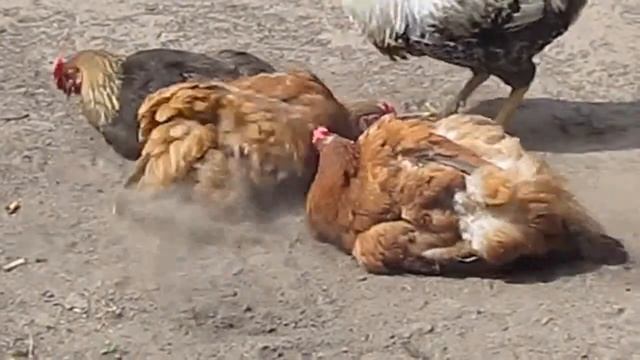 Многообразие кур. Породы кур смотреть онлайн